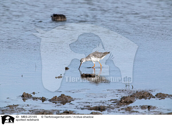 spotted redshank / MBS-25165