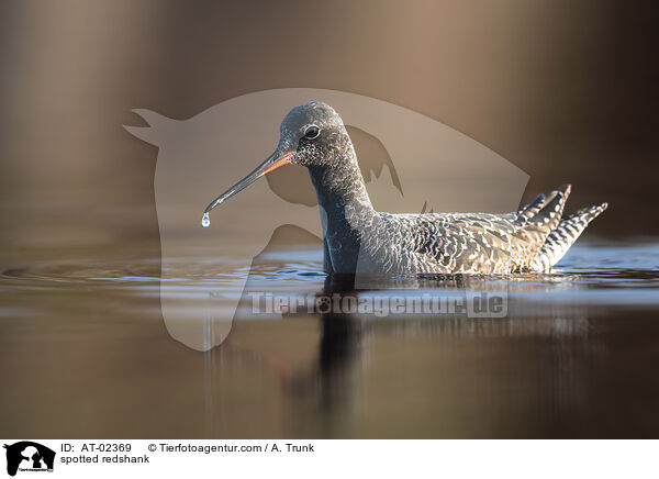 spotted redshank / AT-02369