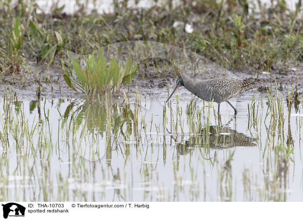 Dunkler Wasserlufer / spotted redshank / THA-10703