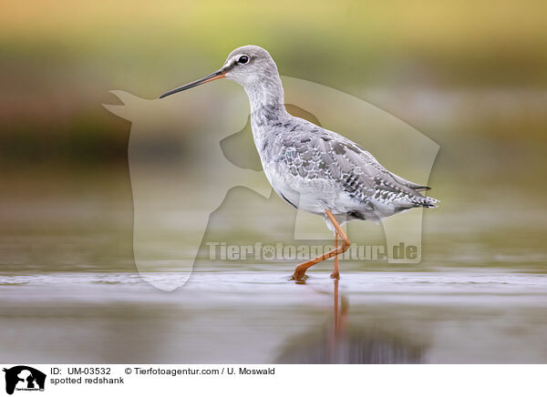 spotted redshank / UM-03532