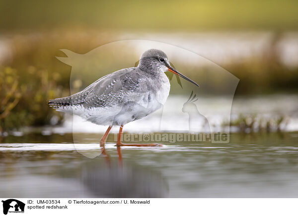 Dunkler Wasserlufer / spotted redshank / UM-03534