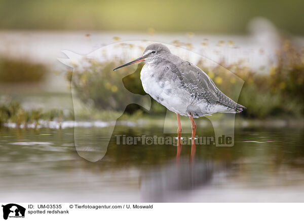 Dunkler Wasserlufer / spotted redshank / UM-03535