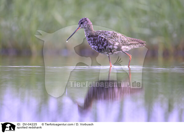 Dunkler Wasserl�ufer / spotted redshank / DV-04225