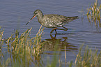 Spotted Redshank