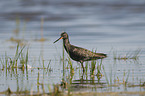 Spotted Redshank