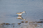 spotted redshank