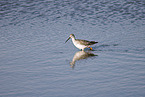 spotted redshank