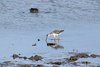 spotted redshank