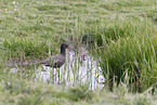 spotted redshank