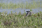 spotted redshank