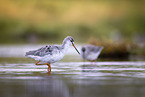 spotted redshank