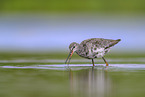 spotted redshank