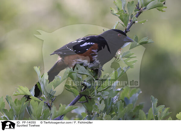 Spotted Towhee / FF-14050