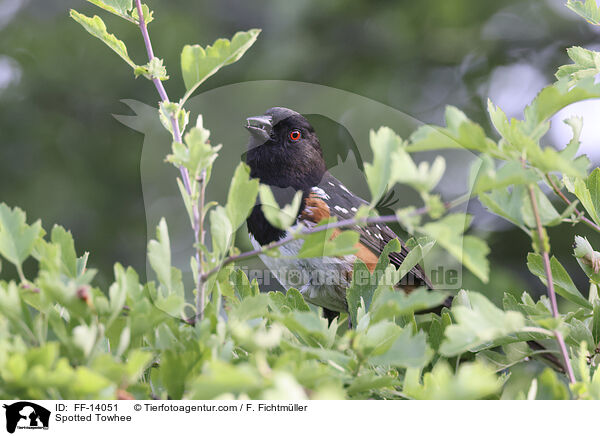 Spotted Towhee / FF-14051