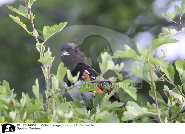 Spotted Towhee / FF-14052