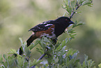 Spotted Towhee