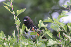 Spotted Towhee