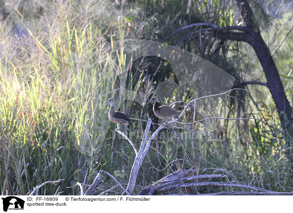 T�pfelpfeifgans / spotted tree-duck / FF-16809
