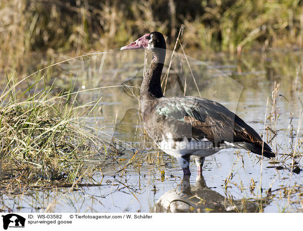 Sporngans / spur-winged goose / WS-03582