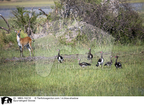 Spur-winged Goose / MBS-19216