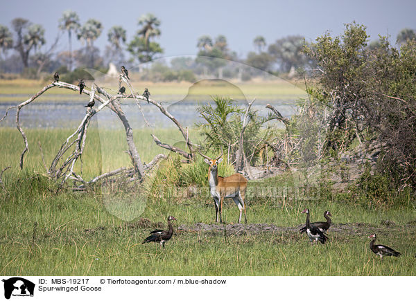 Sporngans / Spur-winged Goose / MBS-19217