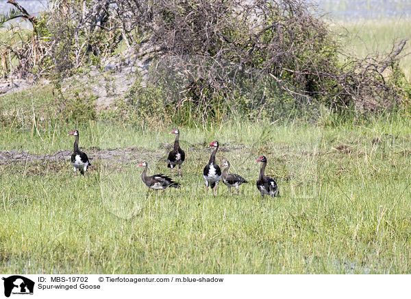 Spur-winged Goose / MBS-19702