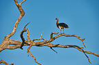 spur-winged goose