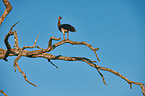 spur-winged goose