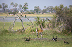 Spur-winged Goose