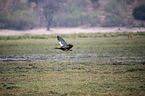 flying Spur-winged Goose