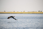 flying Spur-winged Goose