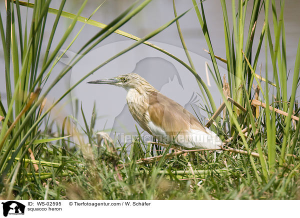 Rallenreiher / squacco heron / WS-02595
