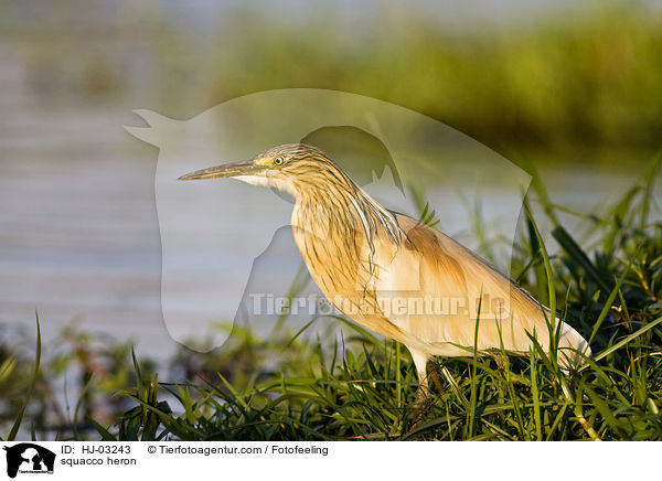 Rallenreiher / squacco heron / HJ-03243