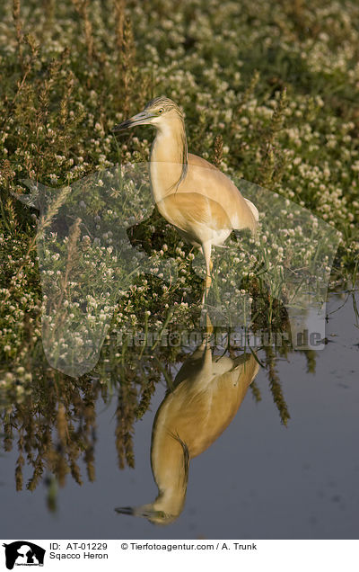 Sqacco Heron / AT-01229