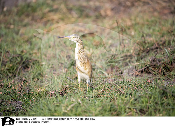 stehender Rallenreiher / standing Squacco Heron / MBS-20101