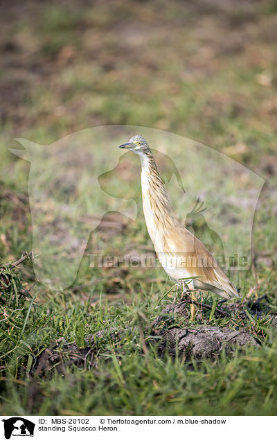 stehender Rallenreiher / standing Squacco Heron / MBS-20102