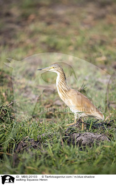 laufender Rallenreiher / walking Squacco Heron / MBS-20103