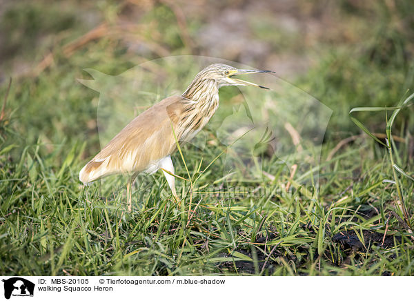 walking Squacco Heron / MBS-20105