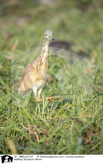 laufender Rallenreiher / walking Squacco Heron / MBS-20107