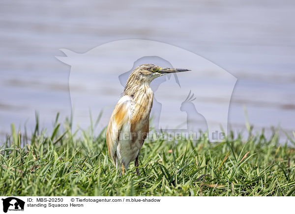stehender Rallenreiher / standing Squacco Heron / MBS-20250