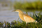 squacco heron