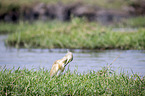 standing Squacco Heron