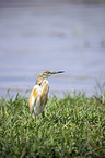 standing Squacco Heron