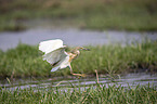 flying Squacco Heron