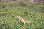 walking Squacco Heron