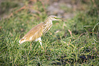 walking Squacco Heron