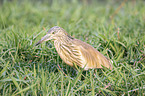 standing Squacco Heron