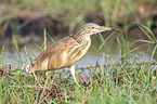 walking Squacco Heron