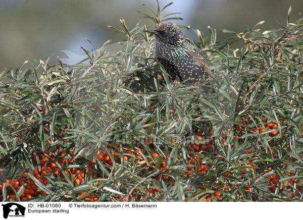 Star / European starling / HB-01060