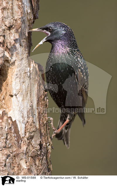 starling / WS-01588